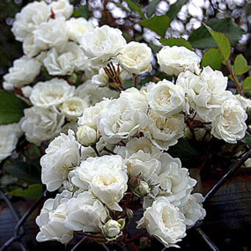 white.Rose Climbing White Roses Seeds - 20seeds - Code 386 - Etsy Canada